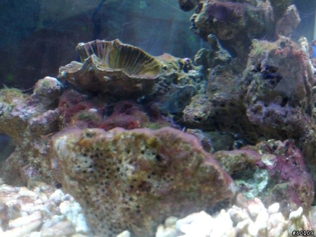 海水魚飼養遇到問題了！