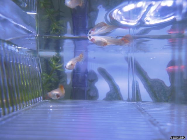 新手請教小魚生產問題
