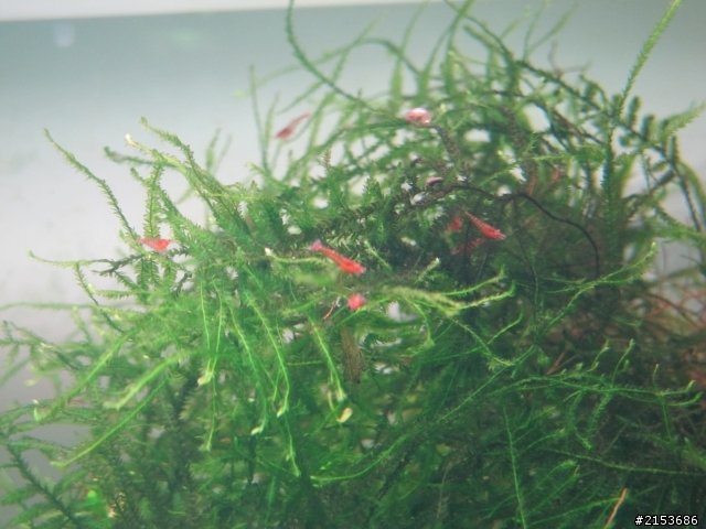琉璃蝦生長紀錄