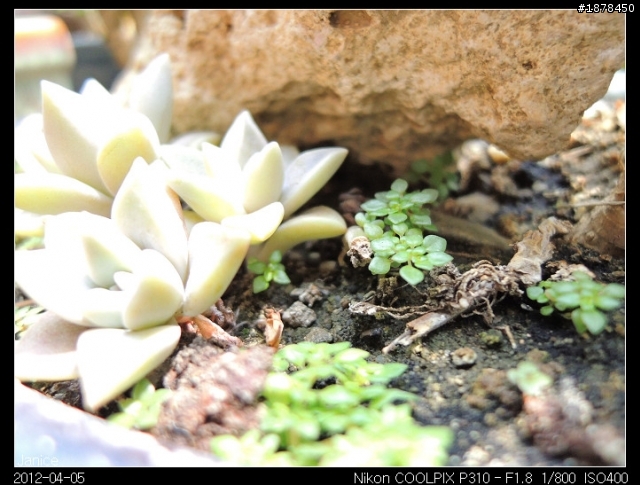 【 Nikon COOLPIX P310 】 一起來蓋大樓吧 (｡◕‿◕｡)❀