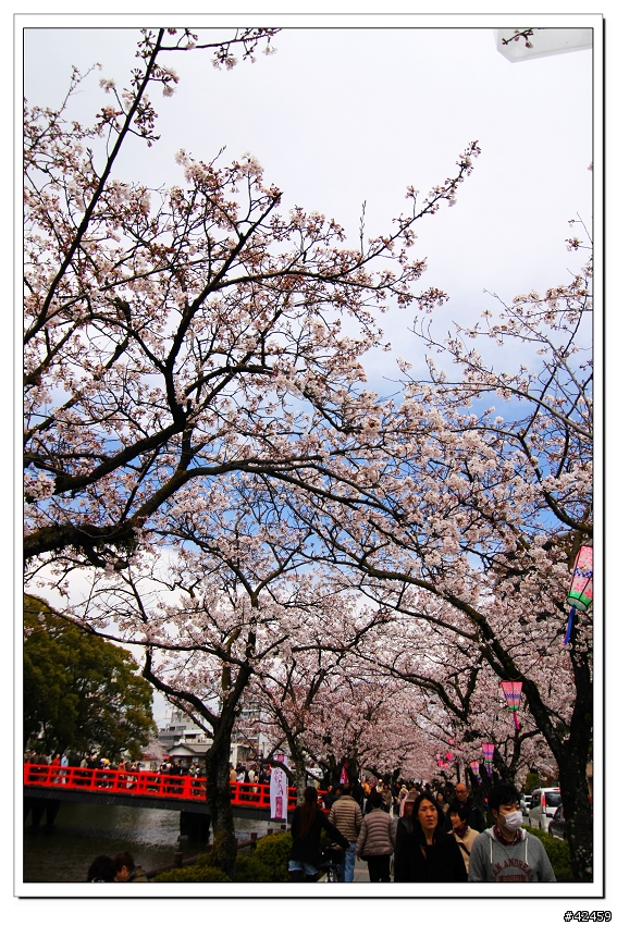 [SKYWAVE TYPE-S]桜X小田原城