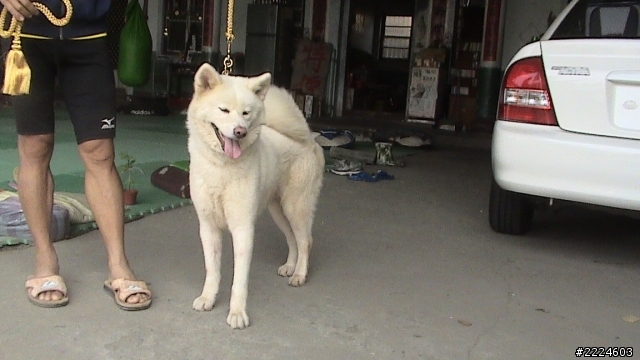 可貼秋田犬圖片讓大家看嗎?