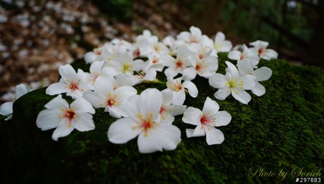 桐花開，賞桐趣