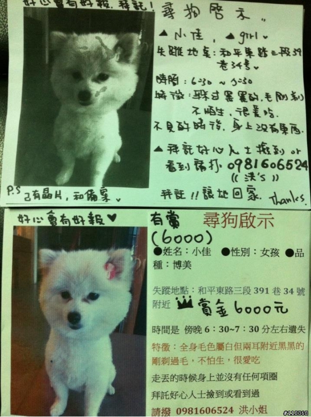[北市]白色博美走失