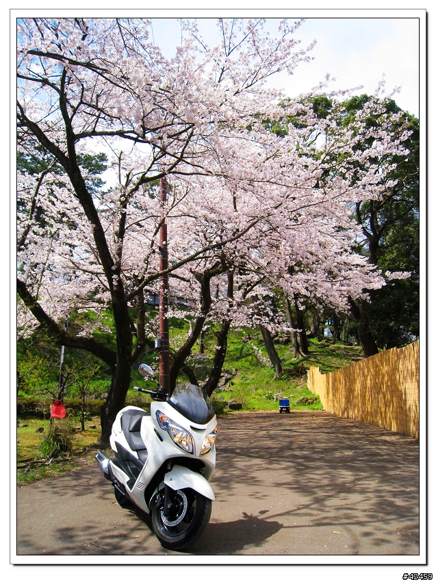 [SKYWAVE TYPE-S]桜X小田原城