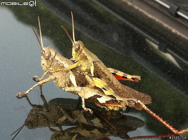 發現Luxgen Suv上演車震，當下如何處理？