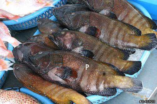問一下這些海魚的名字
