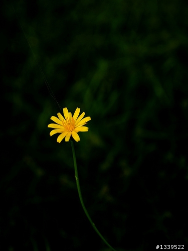 當E-500碰上Leica D時