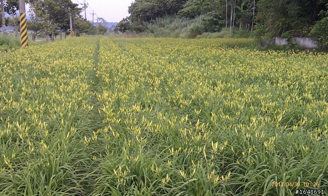 環花東8字輕鬆行