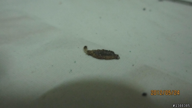 請問這是什麼蟲?