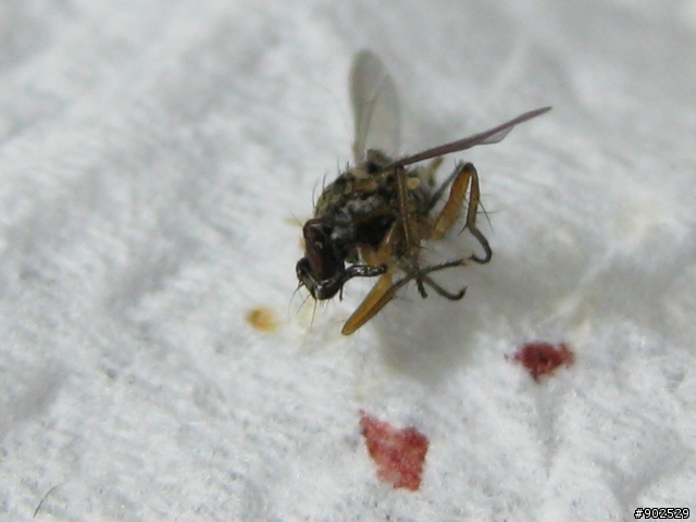 剛剛被不知名吸血生物攻擊~誰來幫我鑑定看看是什麼生物(有圖..慎入)