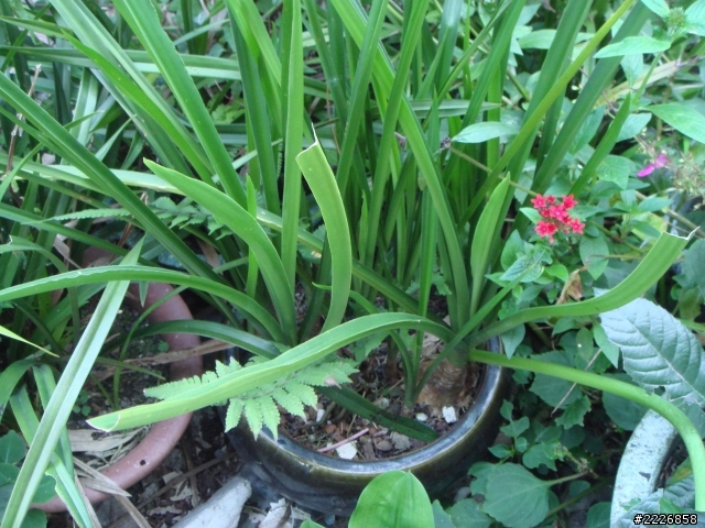 求花名?