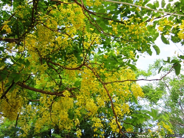 【隨筆】 逗陣騎車–樂活高雄