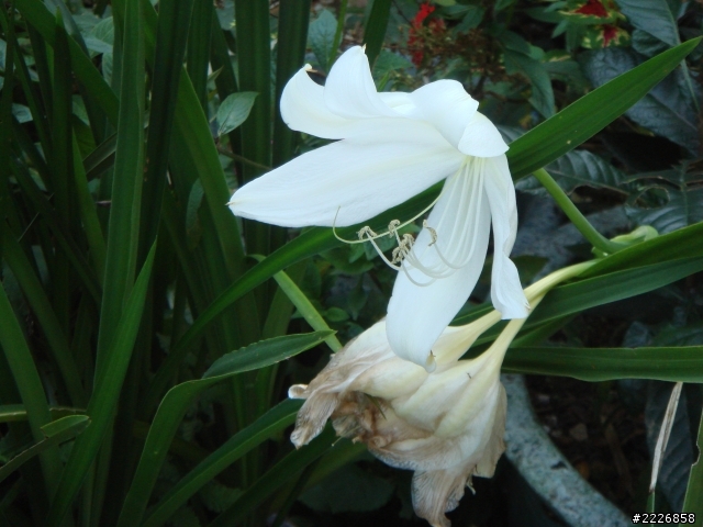 求花名?