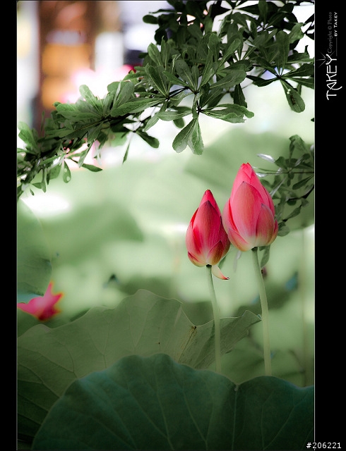 [更新]2012荷花季又到了--歡迎貼圖~~