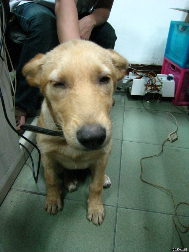 [拾獲]台中工業區自己跑來住下的混黃金~~待認養