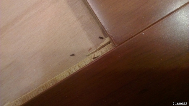 [分享]木質地板之 粉蠹蟲