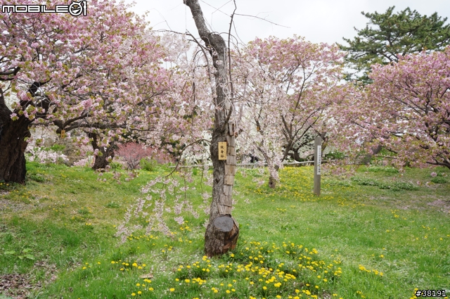 2012/05/10 北海道賞櫻之旅 Day 3 松前町公園、昭和新山、熊牧場、洞爺湖