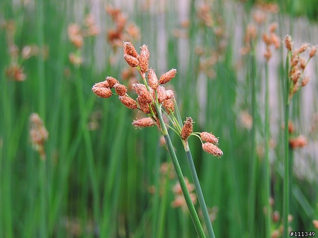 Nikon P510 遠端近攝測試照