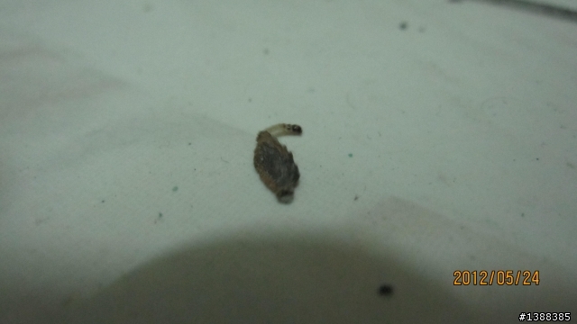請問這是什麼蟲?