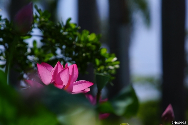 來一棟SONY的荷花大樓吧!