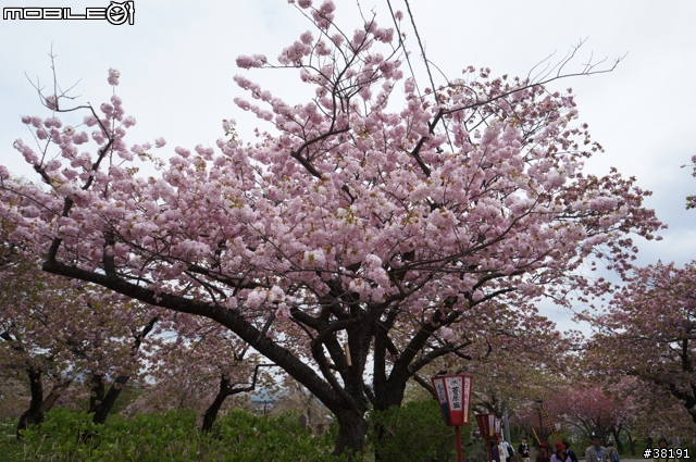2012/05/10 北海道賞櫻之旅 Day 3 松前町公園、昭和新山、熊牧場、洞爺湖