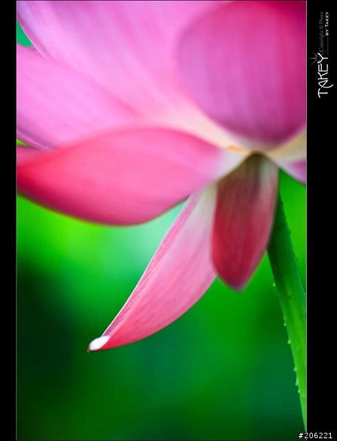 [更新]2012荷花季又到了--歡迎貼圖~~