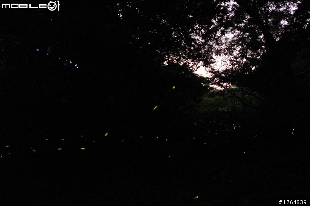 NX100 16mm F2.4 拍螢火蟲