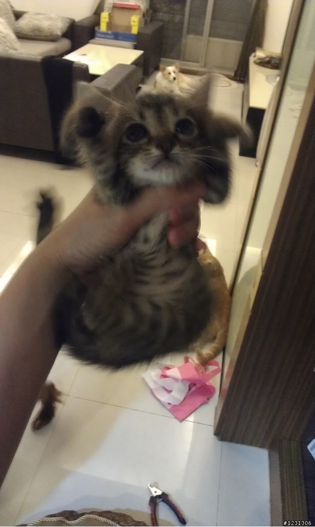 [送養] 水溝裡的三小喵(5/20更新,小花小虎送出.剩下橘子)