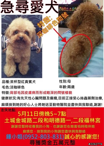 (協尋)-茶杯型紅貴賓走失!! 5/11土城金城路二段和明德路一二段交叉口的福林宮!!!請大家幫忙!