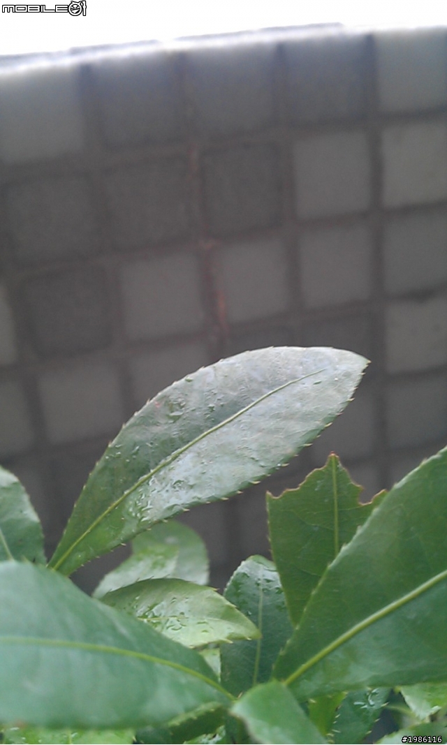 請問誰知道這些植物名稱嗎？