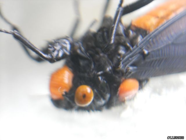 Nikon CoolPIX S系列+老花放大鏡=微距攝影