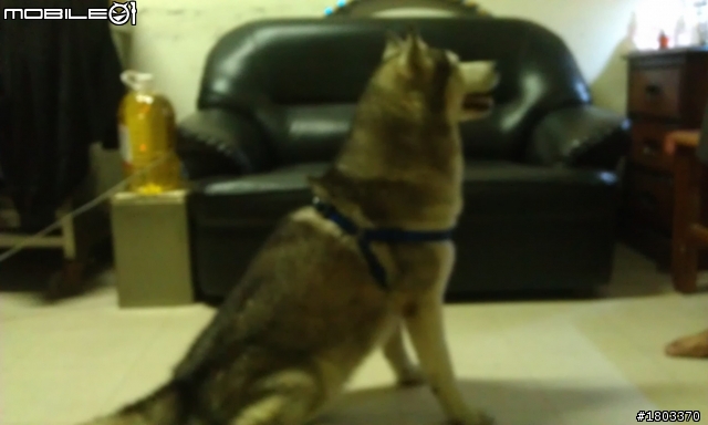 拾獲哈士奇桃園八德(橋愛流動夜市)