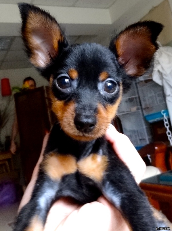 第一次養狗狗想請教一些事!有圖!