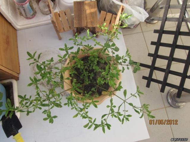 拜託植物達人告知~這是什麼植物~有人知道嗎