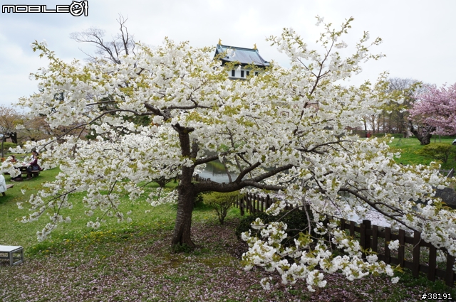 2012/05/10 北海道賞櫻之旅 Day 3 松前町公園、昭和新山、熊牧場、洞爺湖