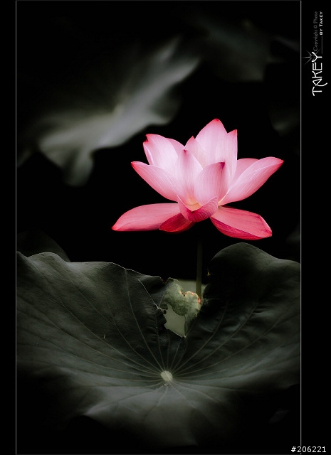 [更新]2012荷花季又到了--歡迎貼圖~~