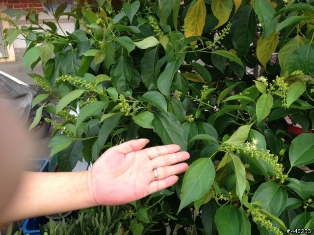 請教一下各位植物達人,這是甚麼植物呢!?