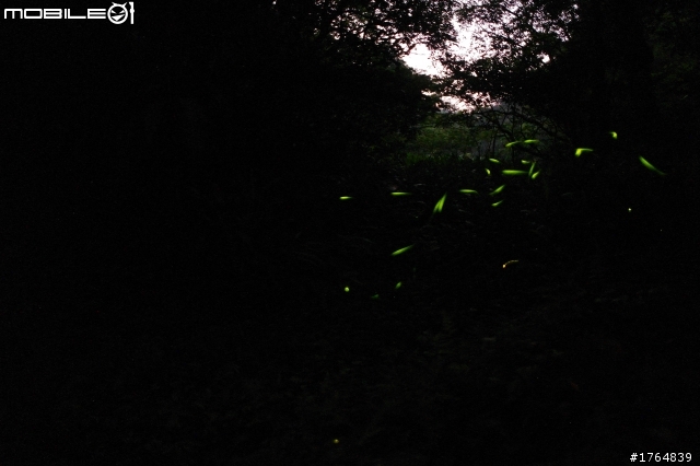 NX100 16mm F2.4 拍螢火蟲