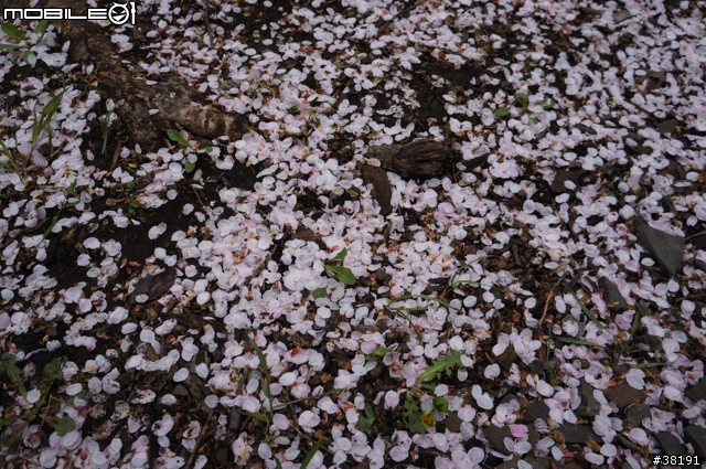 2012/05/12 北海道賞櫻之旅 Day 5 北海道神宮、大倉山滑雪競技場、新千歲機場