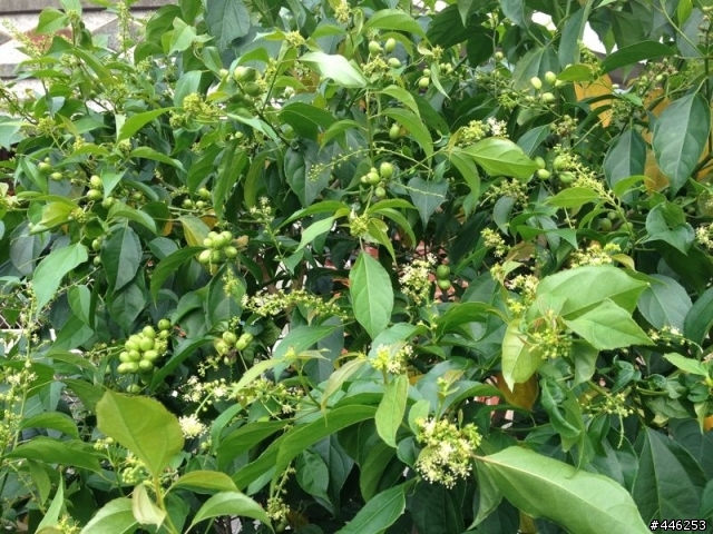 請教一下各位植物達人,這是甚麼植物呢!?