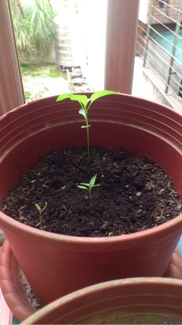 園藝新手發問(關於茉莉以及辣椒)