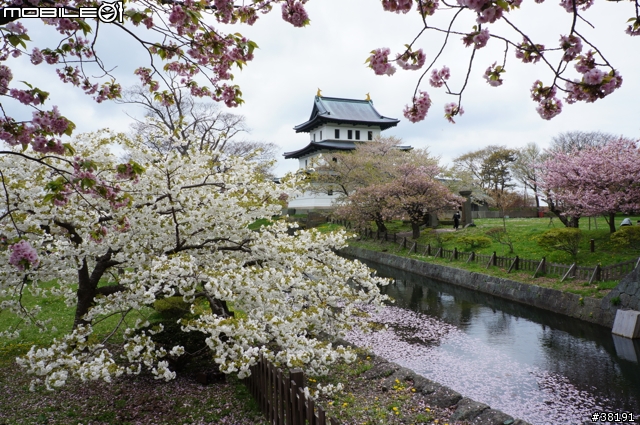 2012/05/10 北海道賞櫻之旅 Day 3 松前町公園、昭和新山、熊牧場、洞爺湖