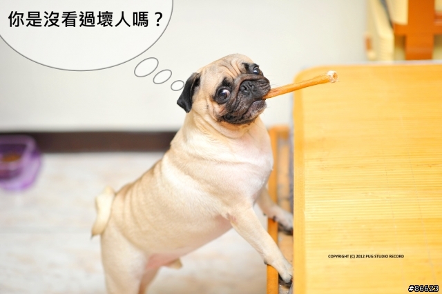 『巴哥犬』就是醬可愛 [2012-06-01 更新]