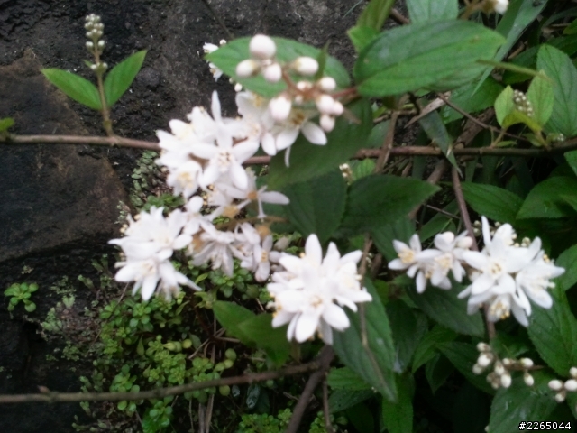 東北海岸的白色花是何花