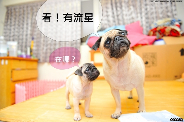 『巴哥犬』就是醬可愛 [2012-06-01 更新]