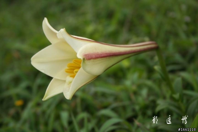 繾綣台灣的浪漫傳說【鼻頭角百合戀】