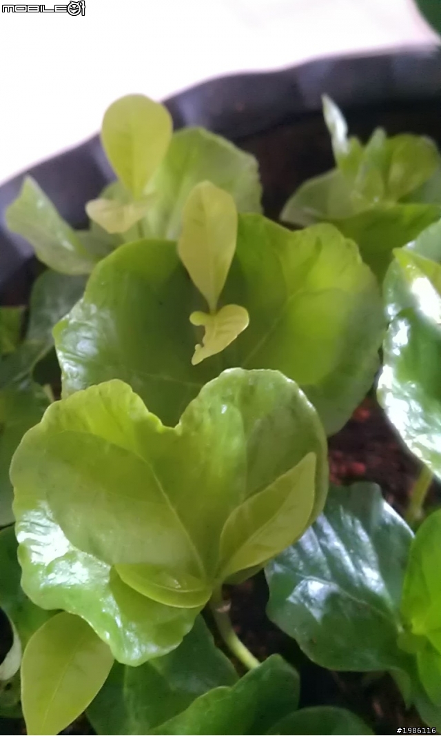 請問誰知道這些植物名稱嗎？