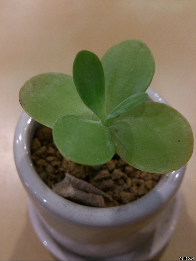 2012 SONY NXT系列 相機表現 BY SONY XPERIA S & SONY XPERIA P