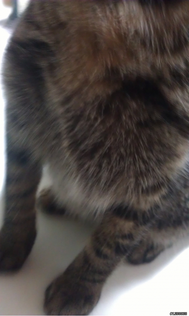 可愛小虎斑貓